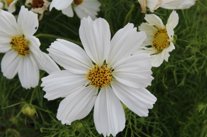 Picture of Cosmos - Sonata White Premium